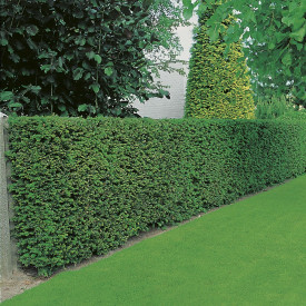 Tisă pentru grad viu (3 buc)