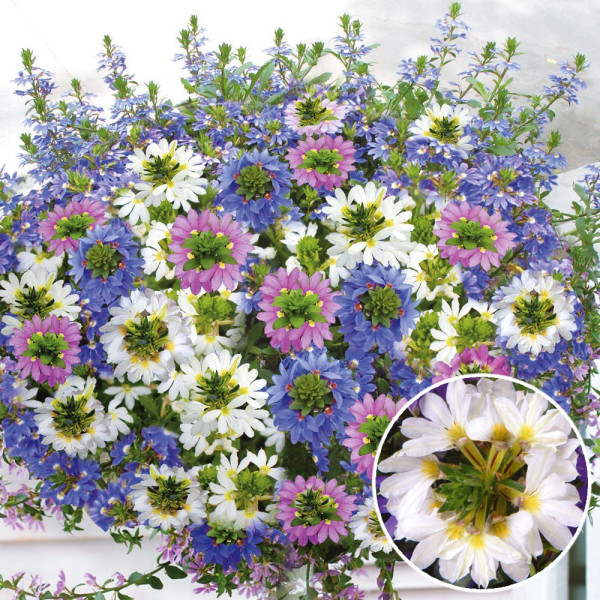 Floare evantai albă Top poT White (3 buc)