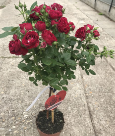 Trandafir cu tulpină înalta, vișiniu