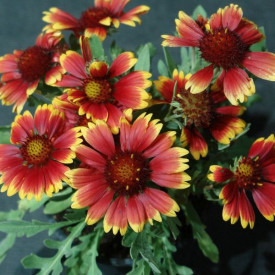 Fluturei Burgunder (3 buc)