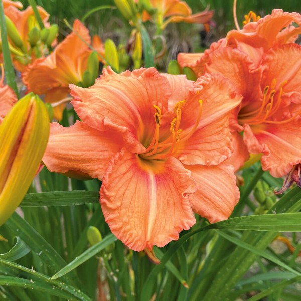 Crin de vară portocaliu (3 buc)