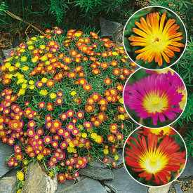 Floare de cristal (9 buc)