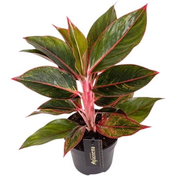 Aglaonema Jungle Red