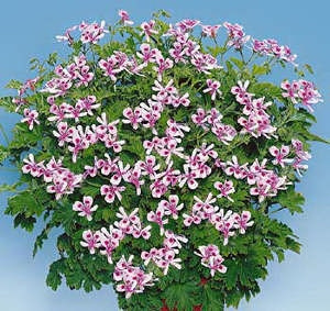 Muşcată parfumată Citronella (3 buc)