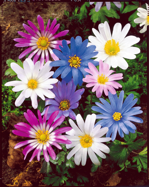 Anemonă balcanică (15 buc)