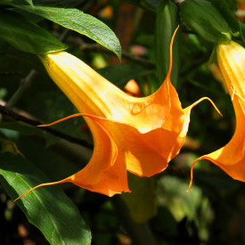 Trompeta îngerului portocalie