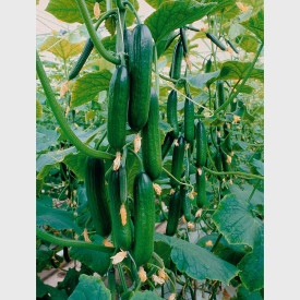 Castravete MiniLongi (2 buc)