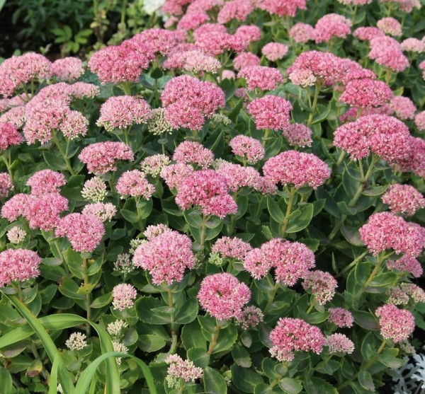 Iarbă grasă