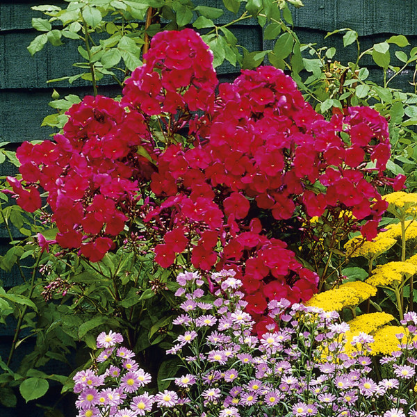 Brumărea roșie, în ghiveci mare