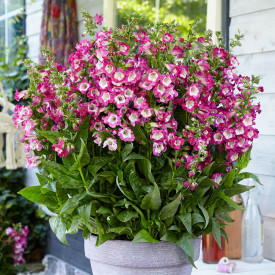 Penstemon roz 