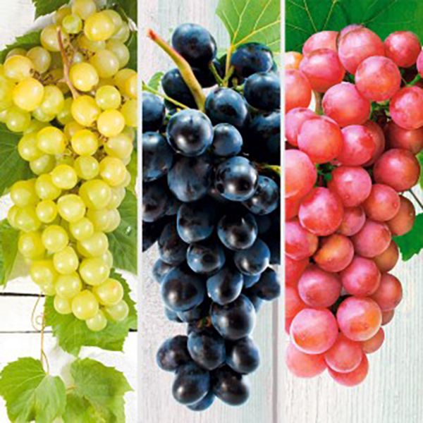 Ofertă de 3 viţe de vie fără semințe