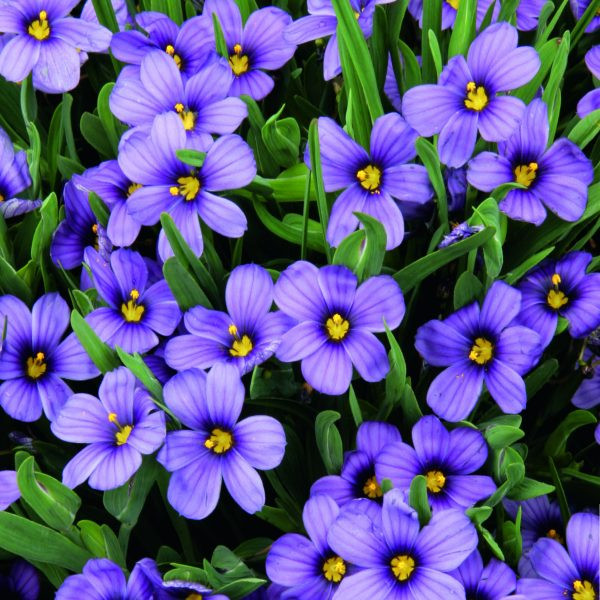 Iarbă cu ochi albaștri Sapphire