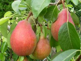 Păr Favorita lui Clapp