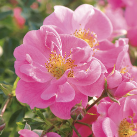 Trandafir melifer, roz