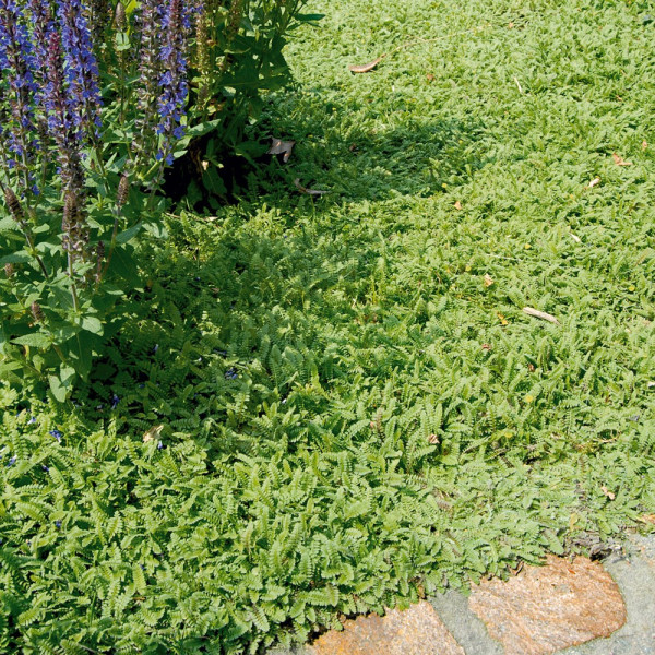 Pene de iarbă (3 buc)