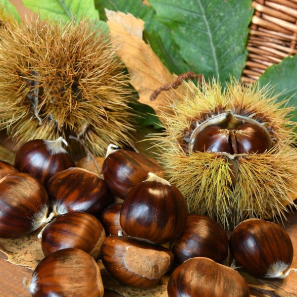 Castan comestibil, nobil