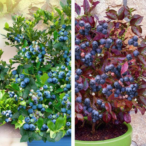 Afin Cabernet Splash + Afin Joly Berry