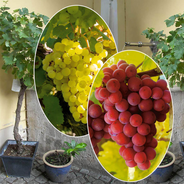 Viță de vie Phönix + Regent