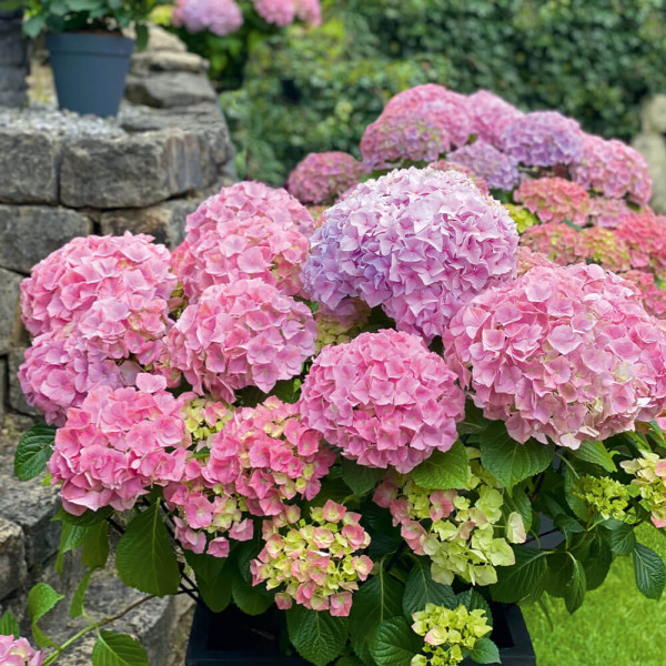 Hortensie roz