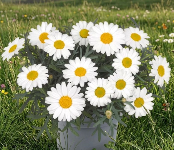 Margarete albe, sub formă de tufă