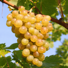 Viţă de vie Palatina