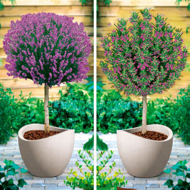 Levănțică și rozmarin cu tulpină înaltă