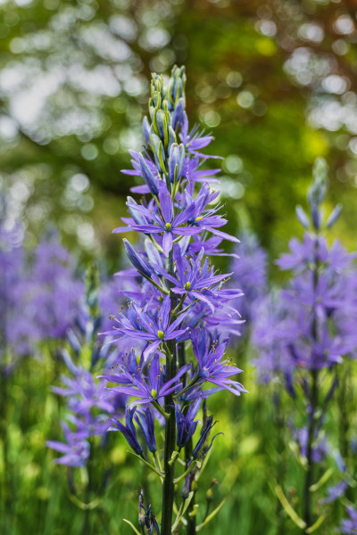 Zambilă indiană (2 buc)