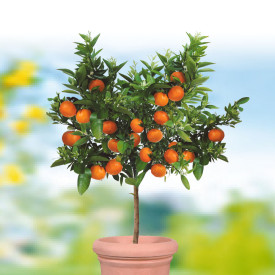 Mandarin Portofino