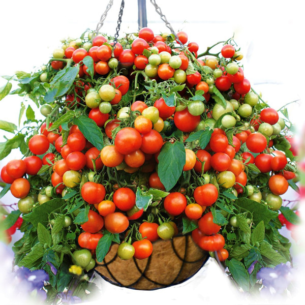 Tomate curgătoare Balkonia