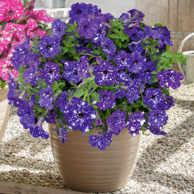 Petunie Night Sky (3 buc)