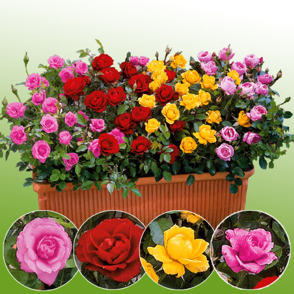 Mini trandafiri (4 buc)