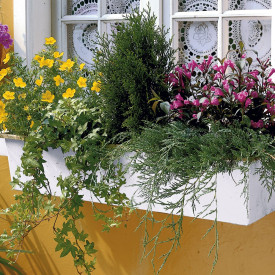 Chiparos columnar