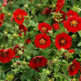Potentilla, roşie