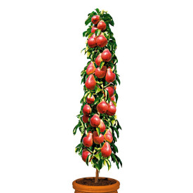 Păr columnar semitimpuriu Decora, în ghiveci
