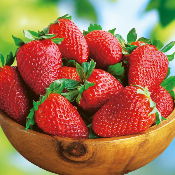 Căpșuni Clery (3 buc)