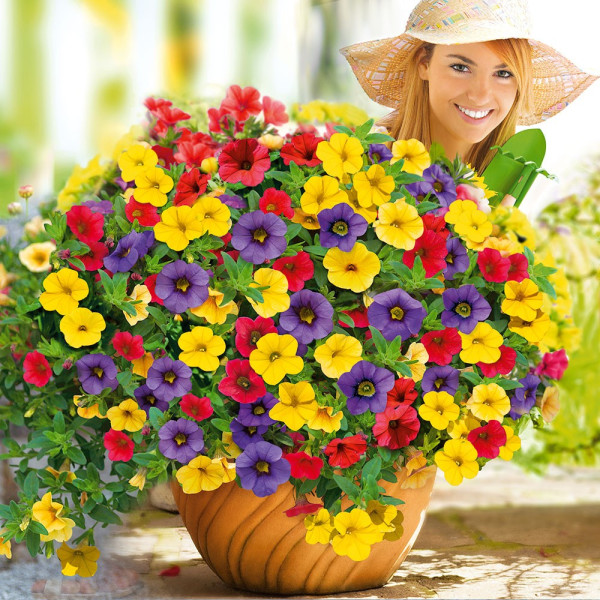 Petunie Mini Vista Carnaval