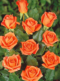 Trandafir Belinda pentru straturi, în ghiveci