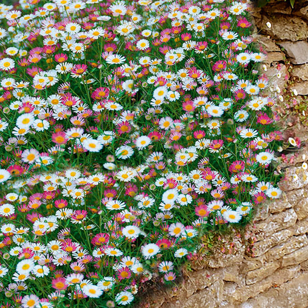 Margarete Viva Espana (3 buc)