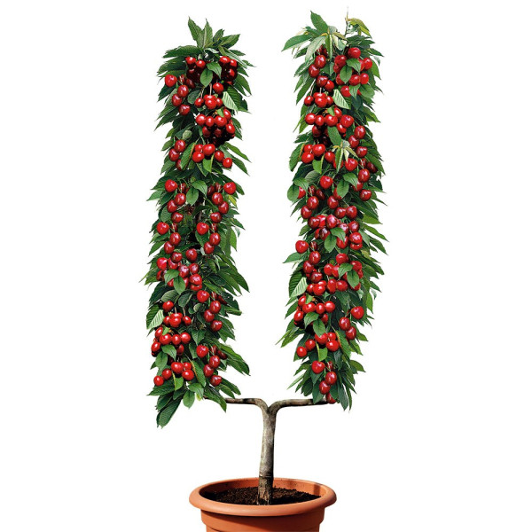 Cireş târziu de tip Schneiders