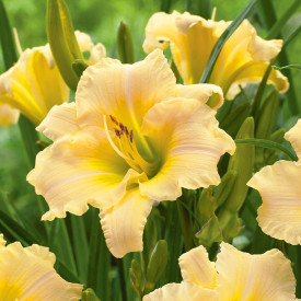 Crin de vară galben (3 buc)