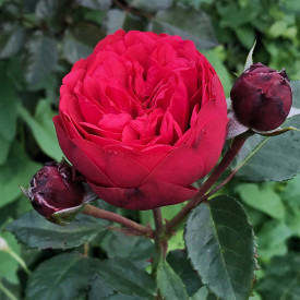 Trandafir teahibrid roșu Piano