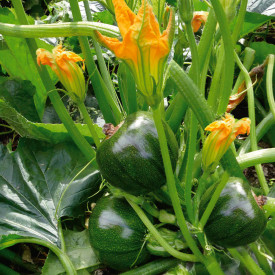 Zucchini rotund Eight Ball