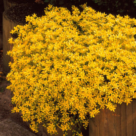 Iarbă de şoaldină (3 buc)