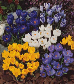 Crocuși cu flori mari (30 buc)