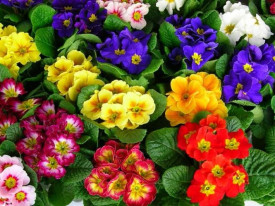 Primula mix de culoare (3 buc)