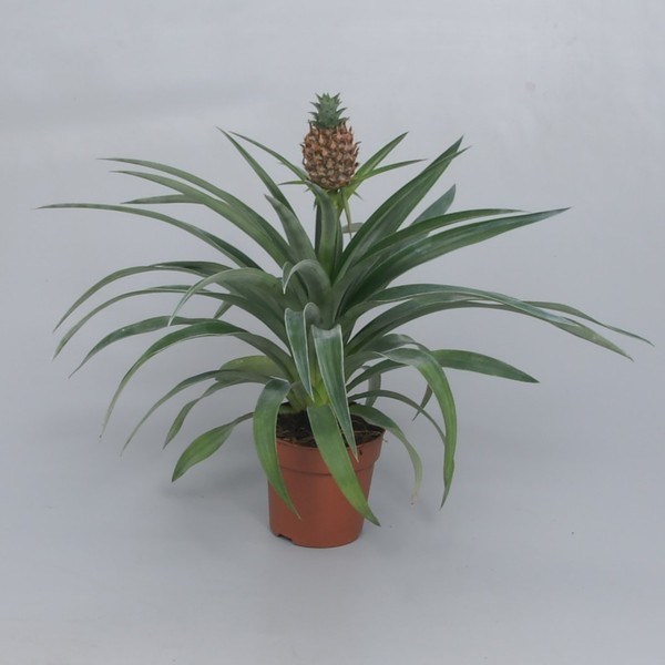 Planta de ananas în ghiveci