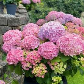 Hortensie roz