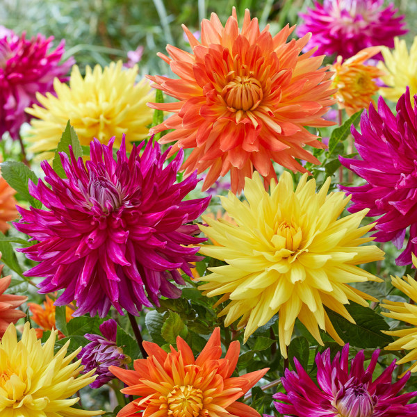 Dalii Boogie Woogie (3 buc)