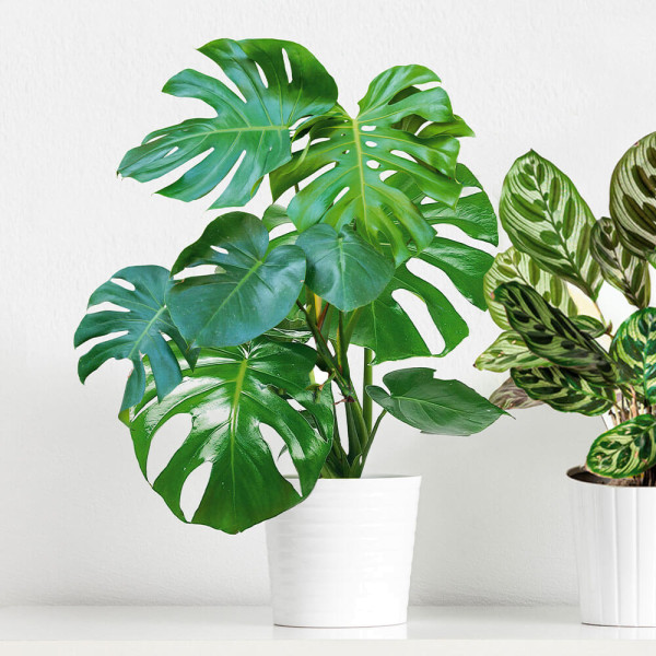 Monstera, mărime mare