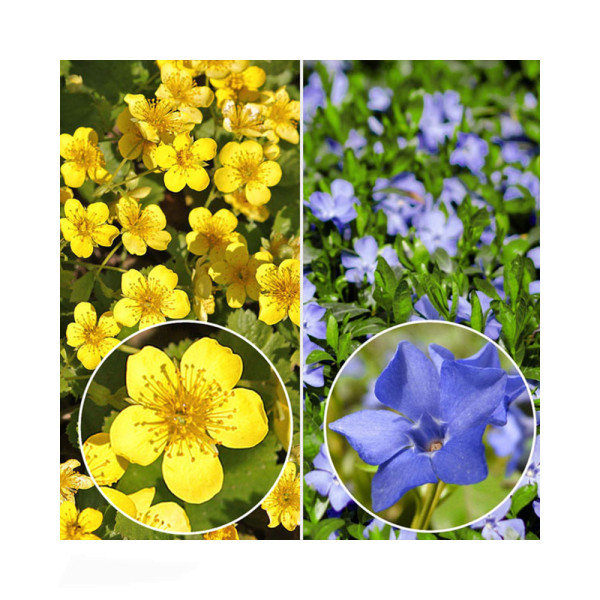 6 buc Ciocul berzei + 6 buc Saschiu